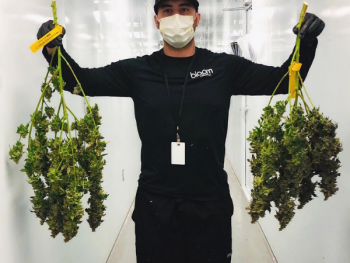 Cannabis industry - Cleanrooms - 600 x 450